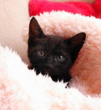 いつも楽しそう　人なれ抜群