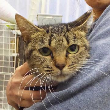 子猫の里親募集中！！梓実ちゃん♪