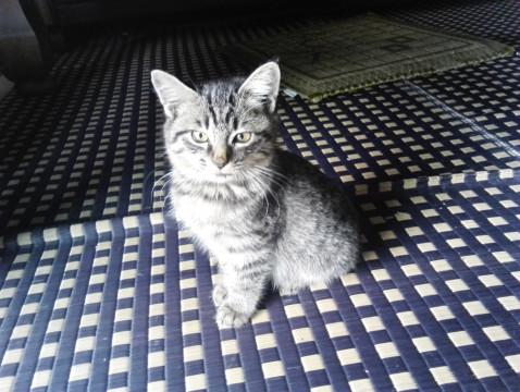 元気な子猫ちゃん