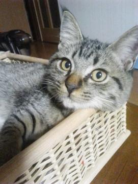 人なつっこい子猫ちゃん