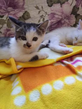 足跡ぺったんしてあげる