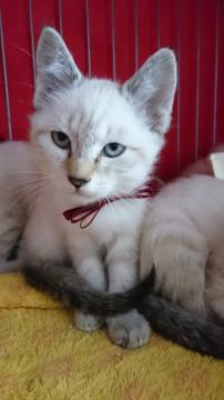 シャム系子猫兄妹そのいち
