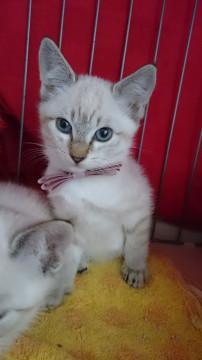 シャム系子猫兄妹そのさん