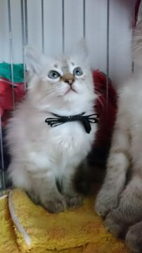 シャム系子猫兄妹そのよん