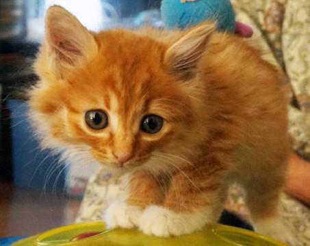 おちびのモコモコちゃん