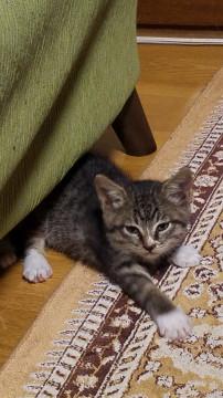 野良子猫たち