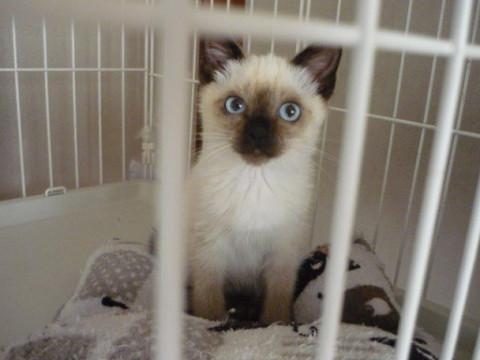 シャムちび君