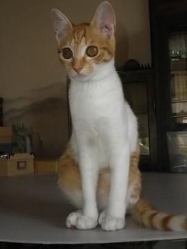 小顔の美猫さん