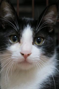 綺麗なハチワレ ビンスくん