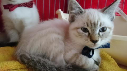 シャム系子猫兄妹そのご