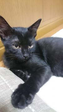 人が大好きな黒猫
