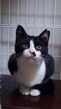 人が大好き、甘えたな女の子