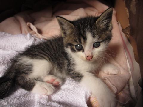 チョイびびりなキジシロ君