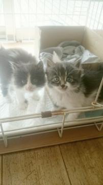 白井市より、毛長もこもこのキョウダイです