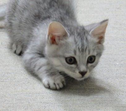 アイラインくっきりシルバータビー男の子