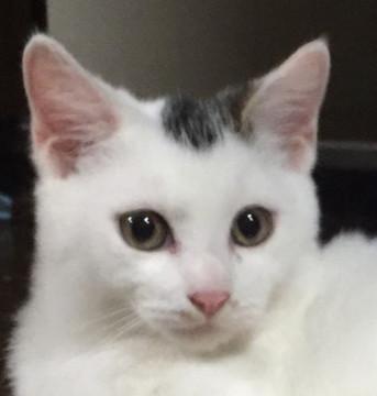 おっとり穏やかな子猫♂