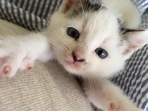 ハートのお耳の雑種ちゃん
