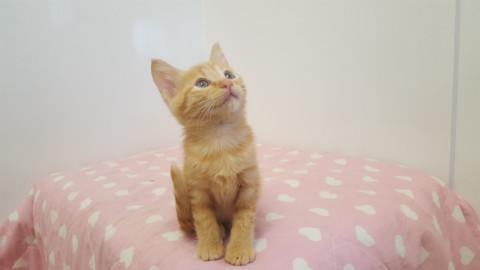 保護猫の里親募集！！