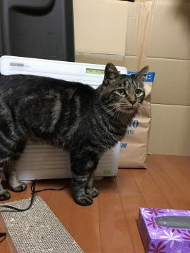 ちょっとしょんぼり顔のジェントルニャン