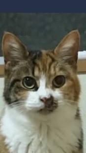 助けて下さい?たらいまわしに遭ってる可哀