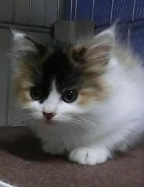 かぐや姫ちゃん　ミケ　長毛