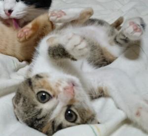 ３か月の子猫です！