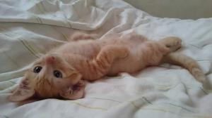 ３か月の子猫です！