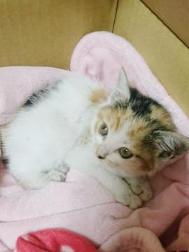 かわいくて美人になりそうな三毛猫ちゃん