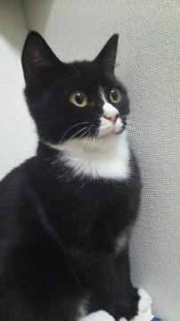 一番ちびのタキシード子猫メス