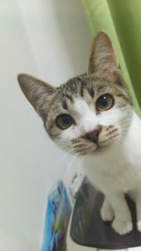 可愛いメスの子猫甘えん坊です。