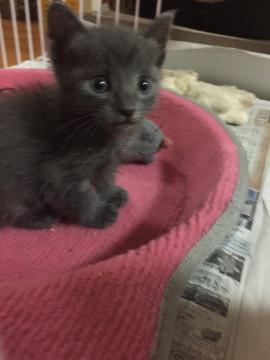 ロシアンブルーみたいな男の子