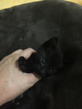 真っ黒の尻尾が長い女の子