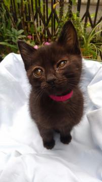 兄猫と一緒、希望です