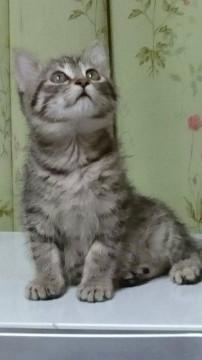 優しい顔したとっても愛くるしい子です。