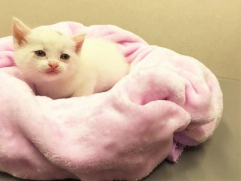 子猫ちゃんの里親様を募集いたします。