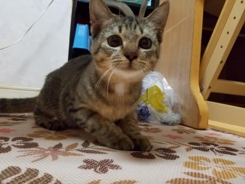 モフモフの男の子♂トライアル中