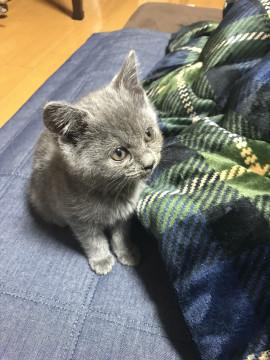 グレーのおっとり猫ちゃん