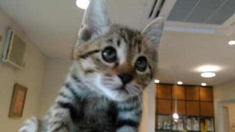 動物病院で保護中の子猫（キジトラ兄）