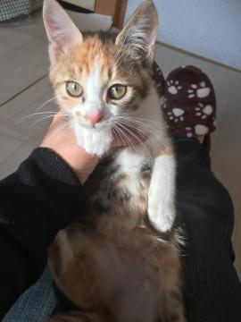 三毛子猫2ヶ月