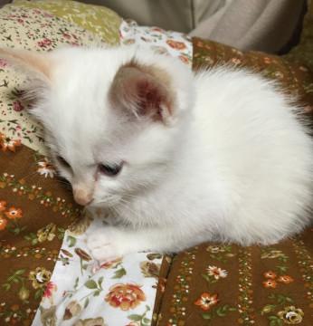 ミルクティー色の子猫ちゃん