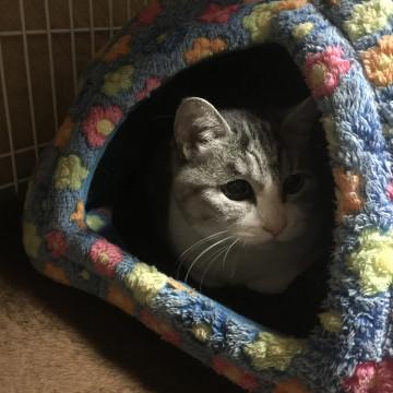 高齢なラブリー鯖シロさん 札幌へお届け可