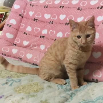可愛くなった茶トラちゃん 札幌へお届け可