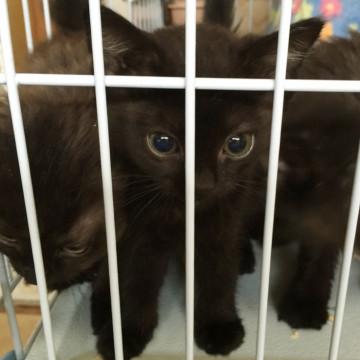 クマちゃんぽい黒猫♂ 札幌へお届け可