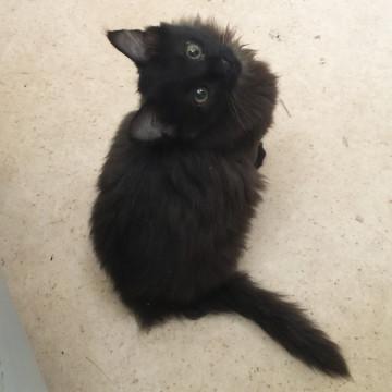 少しグレーぽい黒猫♀①札幌へお届け可