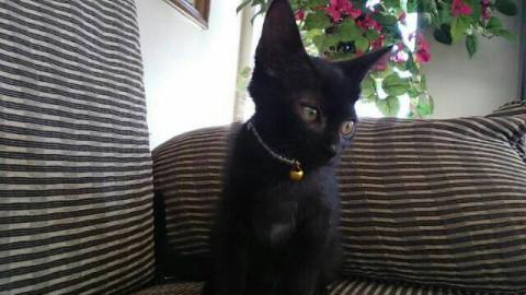 綺麗なダークブラウン色の女の子