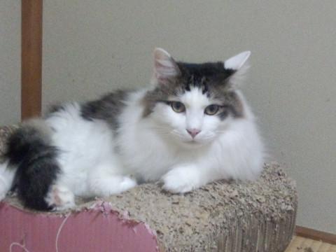 フワフワ毛のキジ白