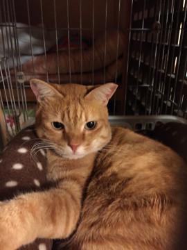 人にも、猫にもフレンドリー！ころちゃん！