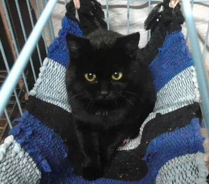 真っ黒　美人子猫　３ヶ月半くらい