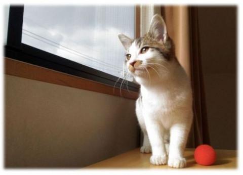 里親さんを募集します