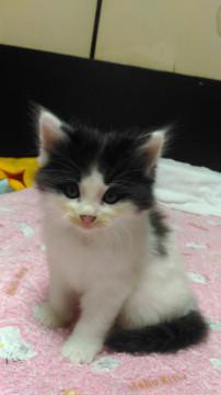 甘えん坊のもこもこboy!